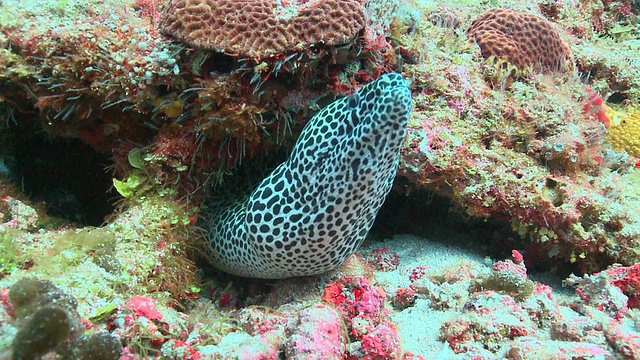 马尔代夫瓦武环礁，从缝隙中探出的蜂窝海鳗(Gymnothorax favagineus)视频素材