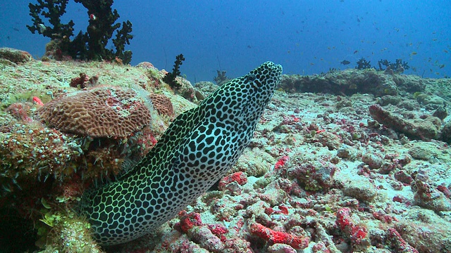 马尔代夫瓦乌环礁，在被蓝纹清洁濑鱼清洁时，蜂窝海鳗(Gymnothorax favagineus)从缝隙中探出视频素材