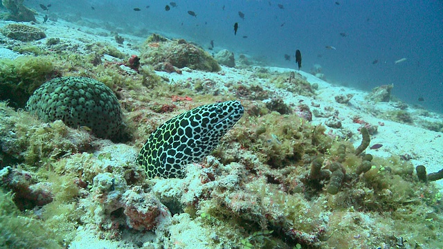 黑斑海鳗(Gymnothorax favagineus)从缝隙中窥视，瓦武环礁，马尔代夫视频素材