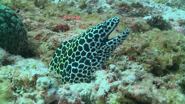 马尔代夫，瓦武环礁，CU，被蓝纹清洁濑鱼清洁的黑斑海鳗(Gymnothorax favagineus)视频素材