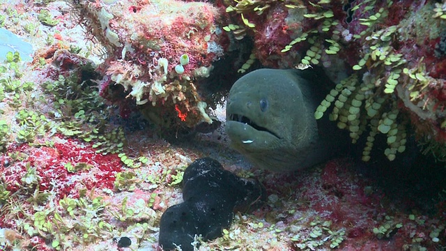 巨型海鳗(Gymnothorax javanicus)从缝隙中窥视，瓦武环礁，马尔代夫视频素材