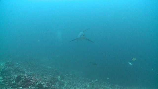 深海长尾鲨(Alopias pelagicus)游过清洁站，Monad Shoa，马拉帕斯夸，菲律宾视频素材