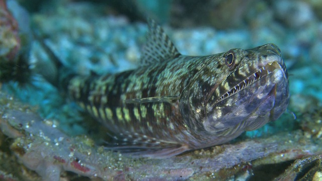 Twospot Lizardfish (Synodus binotatus) 前视图，Monad Shoa，Malapascua，菲律宾视频素材