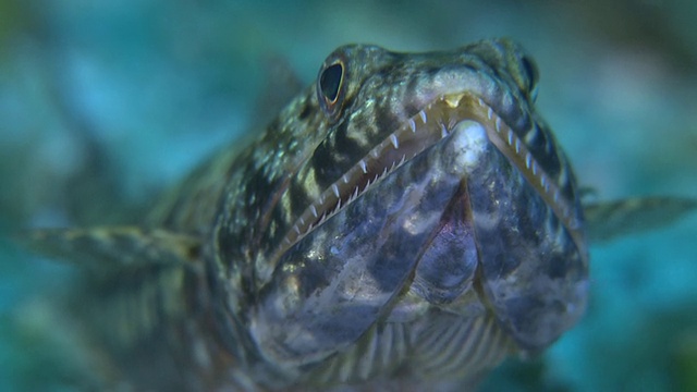 Twospot Lizardfish (Synodus binotatus) 前视图 CU，Monad Shoa，Malapascua，菲律宾视频素材