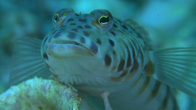 Sandperch (Parapercis sp.), Portrait, Monad Shoa, Malapascua, 菲律宾视频素材