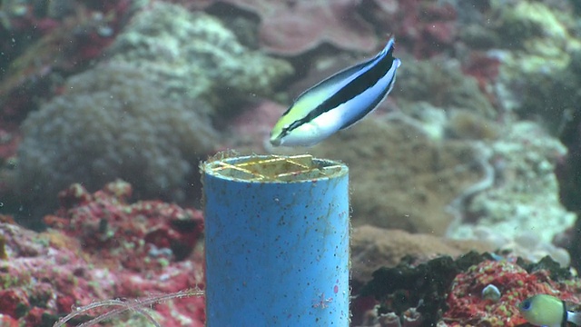 假清洁鱼(Aspidontus taeniatus)游出塑料管家，其他珊瑚礁鱼周围，Monad Shoa，马拉帕斯库亚，菲律宾视频素材