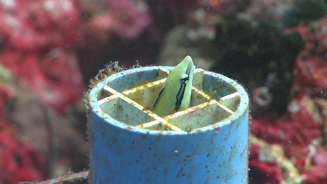 假清洁鱼(Aspidontus taeniatus)游出塑料管家，其他珊瑚礁鱼周围，Monad Shoa，马拉帕斯库亚，菲律宾视频素材