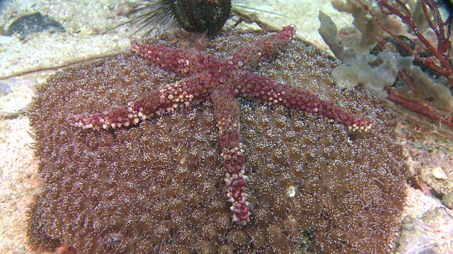 疣网海星(Nardoa tuberculata)上的蘑菇海葵(dissoma sp.)，侧面，从上面，Monad Shoa，马拉帕斯库亚，菲律宾视频素材