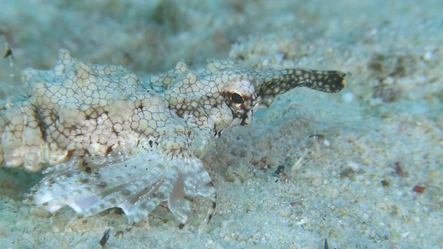 龙海蛾(Eurypegasus draconis)沿着沙海床移动，Monad Shoa，马拉帕斯瓜，菲律宾视频素材