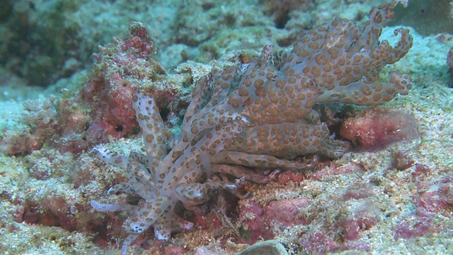 Nudibranch (Phyllodesmium longicirrum), CU, Monad Shoa, Malapascua, 菲律宾视频素材