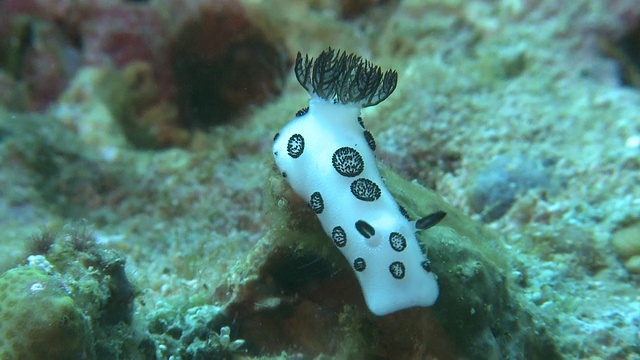 Nudibranch (Jorunna funebris), Monad Shoa, Malapascua, 菲律宾视频素材