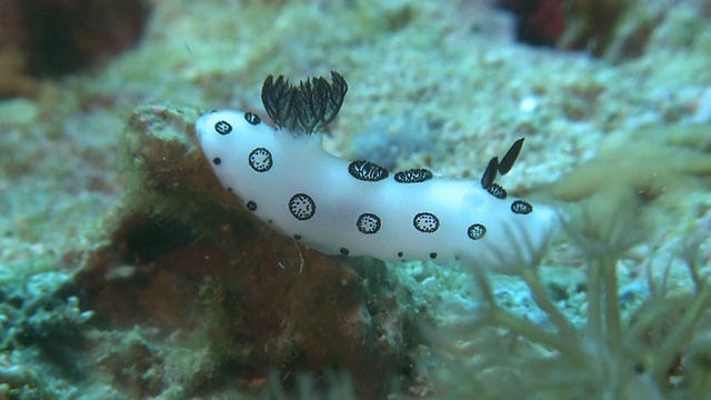 Nudibranch (Jorunna funebris), Monad Shoa, Malapascua, 菲律宾视频素材