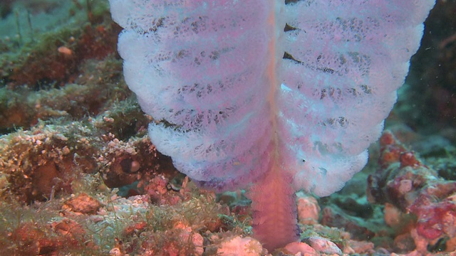 Sea Pen (Virgularia sp.), Monad Shoa, Malapascua, 菲律宾视频素材