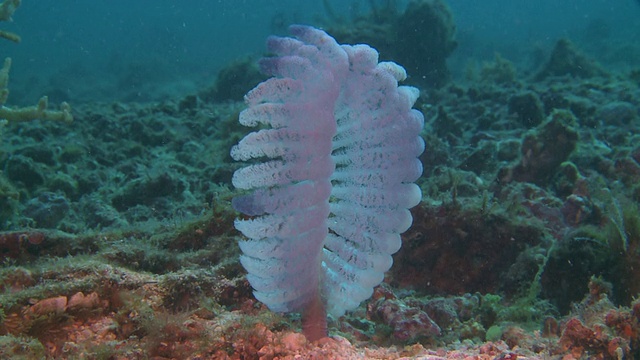 Sea Pen (Virgularia sp.), Monad Shoa, Malapascua, 菲律宾视频素材