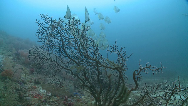 Longfin Spadefish (Platax teira) 学校，Monad Shoa，Malapascua，菲律宾视频素材