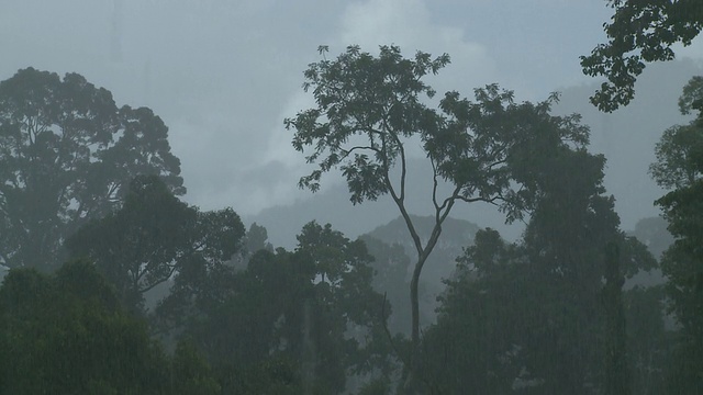 丛林中的雨水，马里奥盆地，沙巴州，婆罗洲视频素材