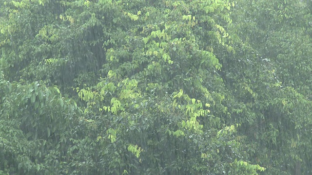 丛林中的雨水，马里奥盆地，沙巴州，婆罗洲视频素材