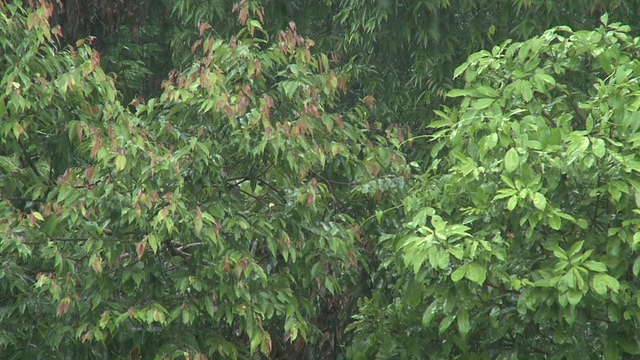 丛林中的雨水，马里奥盆地，沙巴州，婆罗洲视频素材