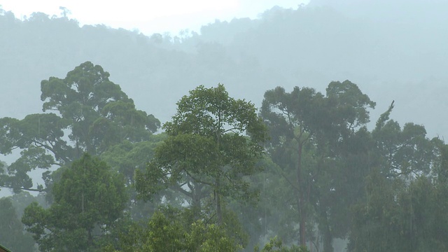 丛林中的雨水，马里奥盆地，沙巴州，婆罗洲视频素材