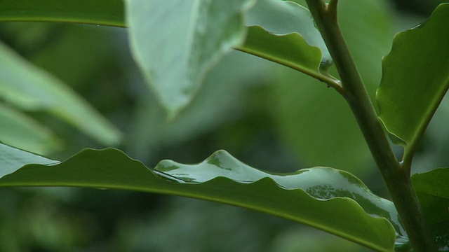 滴尖的树叶在丛林，Danum山谷，沙巴，马来西亚，婆罗洲视频素材