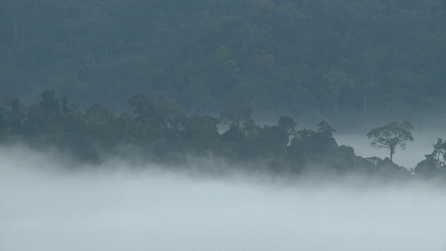 迷雾丛林，丹奴谷，沙巴州，马来西亚，婆罗洲视频素材