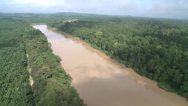 航空雨林，棕榈油种植园和河流，马马利奥盆地，沙巴州，马来西亚，婆罗洲视频素材