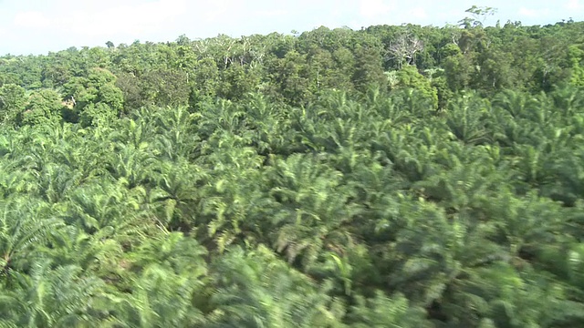 穿越丛林的空中河流，马柳盆地，沙巴州，马来西亚，婆罗洲视频素材