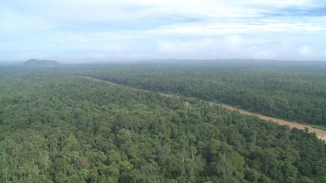 空中新种植的棕榈油种植园，马里奥盆地，沙巴州，马来西亚，婆罗洲视频素材