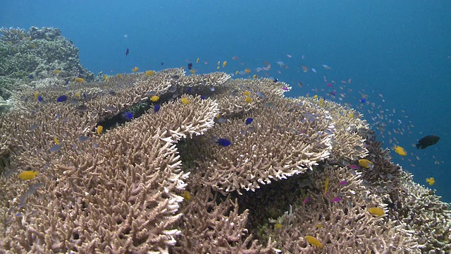 鱼游过桌珊瑚(Acropora sp.)，南维萨亚斯，菲律宾视频素材