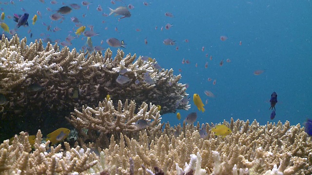 鱼游过桌珊瑚(Acropora sp.)，南维萨亚斯，菲律宾视频素材