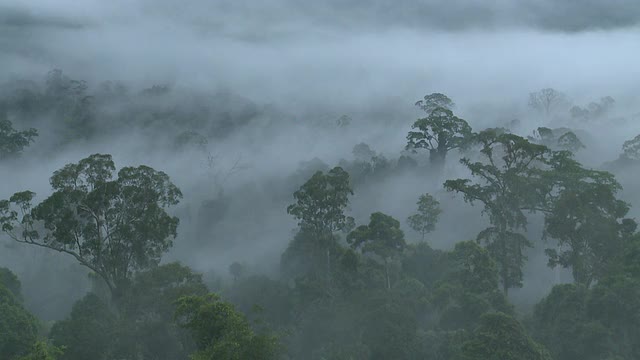 迷雾丛林，高角度，马里奥盆地，沙巴州，马来西亚，婆罗洲视频素材