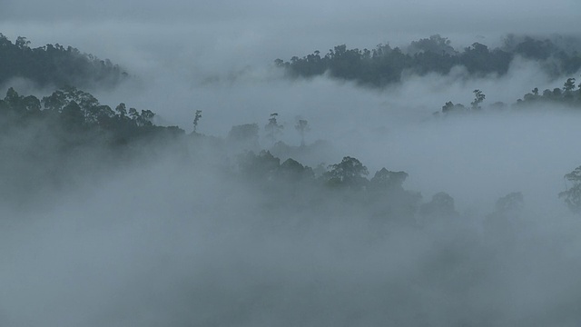 迷雾雨林，马马利盆地，沙巴州，马来西亚，婆罗洲视频素材