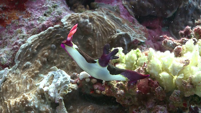 张伯伦的裸鳃鱼(Nembrotha chamberlaini)，南维萨亚斯，菲律宾视频素材