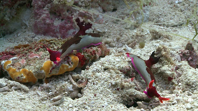 张伯伦的裸鳃鱼(Nembrotha chamberlaini)，南维萨亚斯，菲律宾视频素材