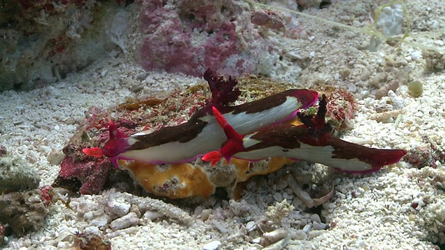 张伯伦的裸鳃鱼(Nembrotha chamberlaini)，南维萨亚斯，菲律宾视频素材