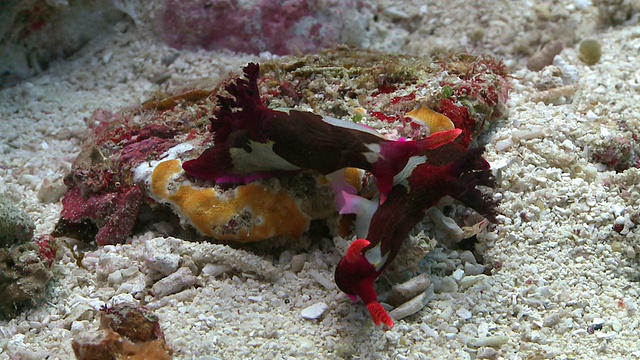 张伯伦裸鳃鱼(Nembrotha chamberlaini)求偶和交配，南维萨亚斯，菲律宾视频素材