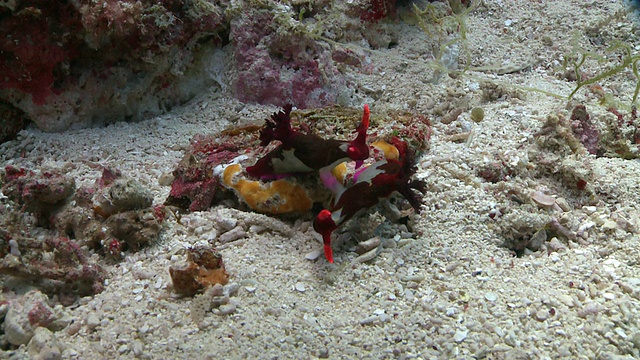 张伯伦裸鳃鱼(Nembrotha chamberlaini)和交配，南维萨亚斯，菲律宾视频素材