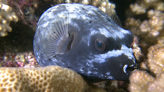 黑斑河豚 (Arothron nigropunctatus)，菲律宾南米沙鄢视频素材