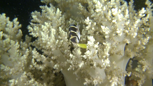 瓦伦蒂尼的尖鼻河豚(Canthigaster valentini)在珊瑚周围游泳，南维萨亚斯，菲律宾视频素材