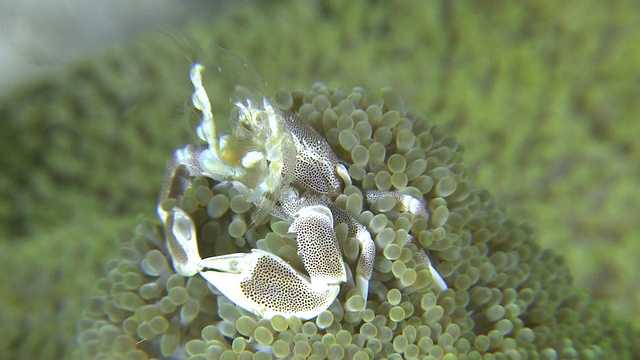 海葵瓷蟹(Neopetrolisthes ohshimai)捕捉食物，南维萨亚斯，菲律宾视频素材