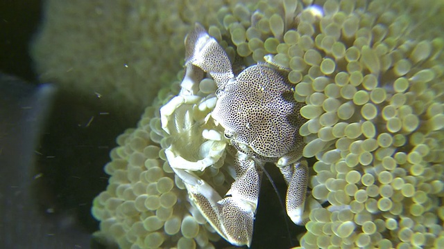 菲律宾维萨亚斯南部，海葵瓷蟹(Neopetrolisthes ohshimai)正在捕捉食物视频素材