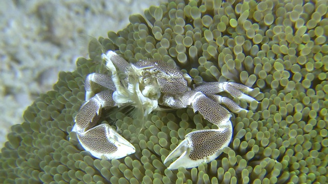 海葵瓷蟹(Neopetrolisthes ohshimai)捕捉食物，南维萨亚斯，菲律宾视频素材