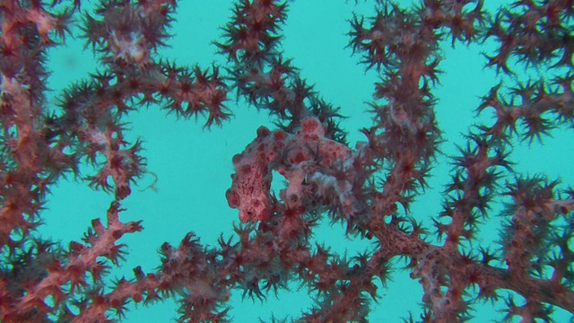 伪装侏儒海马(海马体bargibanti)在柳珊瑚(Muricella plectana)，南维萨亚斯，菲律宾视频素材