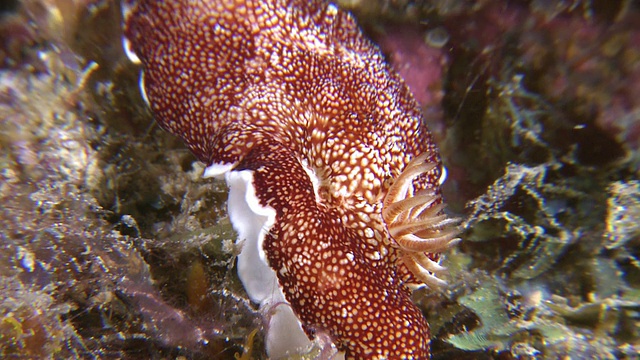 Nudibranch，南维萨亚斯，菲律宾视频素材