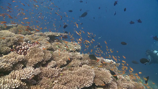 在马尔代夫Baa Atoll的桌珊瑚(Acropora sp.)上的角鳞鳍鱼和其他礁鱼类的潜水员和鱼群视频素材