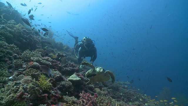 潜水员与玳瑁海龟(Eretmochelys imbricata)在珊瑚礁上与礁鱼群，Baa环礁，马尔代夫视频素材