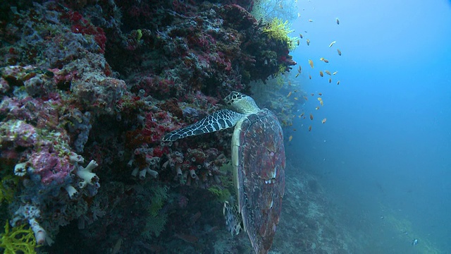 玳瑁龟(Eretmochelys imbricata)与成群的礁鱼在礁墙上，Baa环礁，马尔代夫视频素材