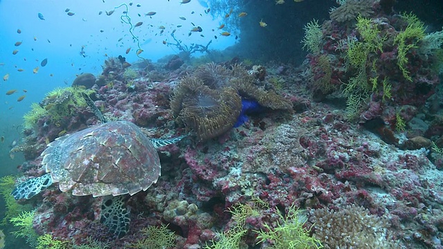 玳瑁海龟(Eretmochelys imbricata)在暗礁和成群的暗礁鱼类，游泳到黑脚海葵鱼(黑脚海葵鱼)在海葵，Baa环礁，马尔代夫视频素材