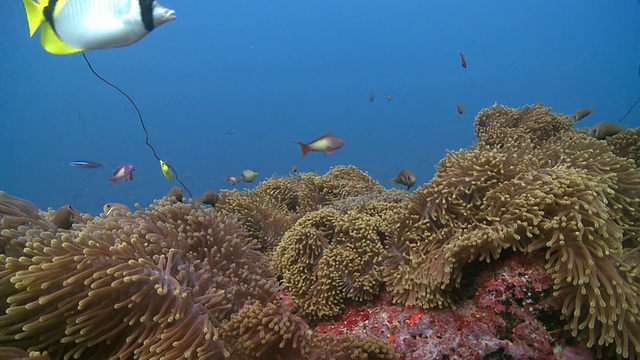 在马尔代夫Baa Atoll，鳞鳍鱼(Pseudanthias squamipinnis)和蝴蝶鱼与几条黑足海葵鱼(Amphiprion nigripes)游过一大片壮丽海葵(Sea Anemone Heteractis magnifica)视频素材