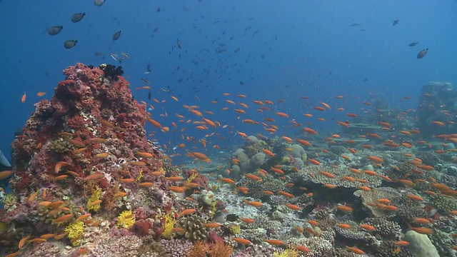 角鳞蕨丛，潜水气泡可见，Baa Atoll，马尔代夫视频素材